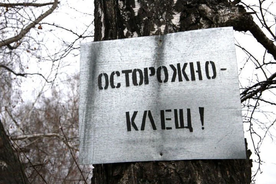 В ярославле проснулись клещи