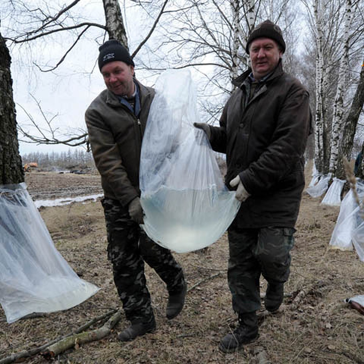 Березовый сок: боремся с весенним авитаминозом и готовим квас на зиму -  KP.RU