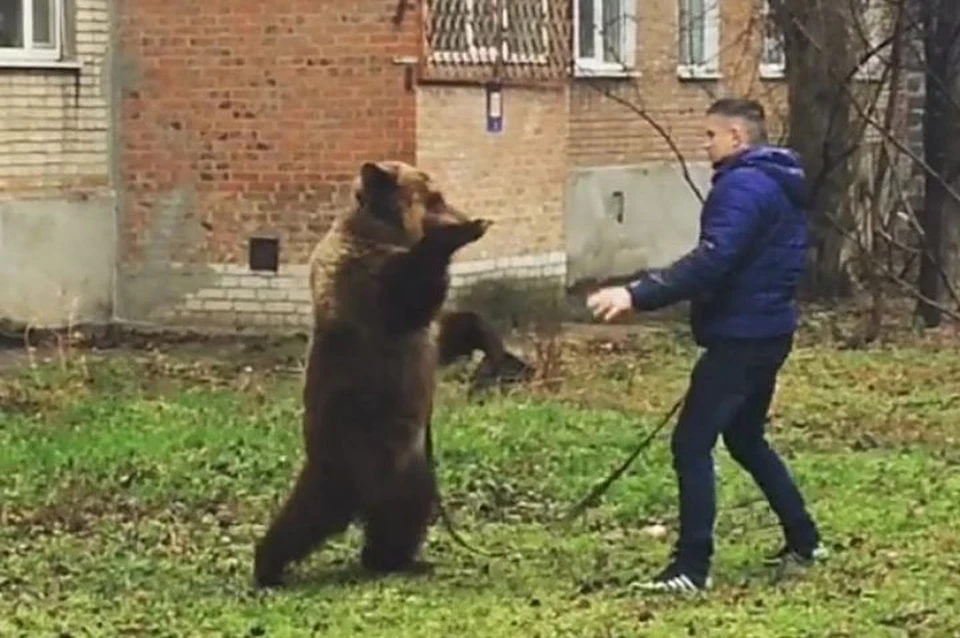 Медведь вставал на задние лапы и игрался со своим хозяином. Стоп-кадр из видео пользователя Instgram vlados_tgn.