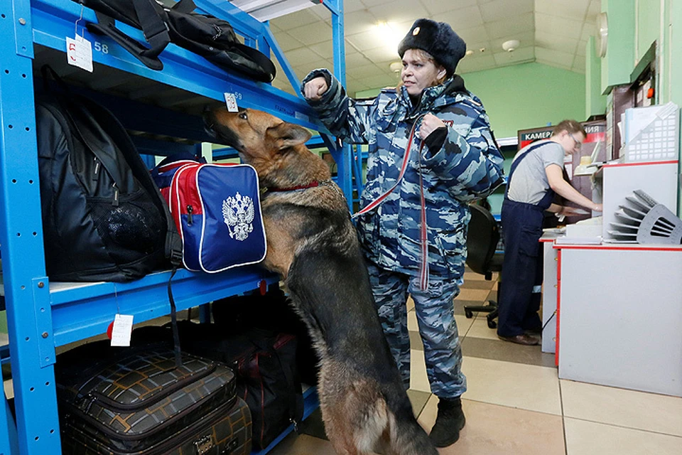 Служебная собака обнюхивает вещи в камере хранения вокзала в Красноярске.