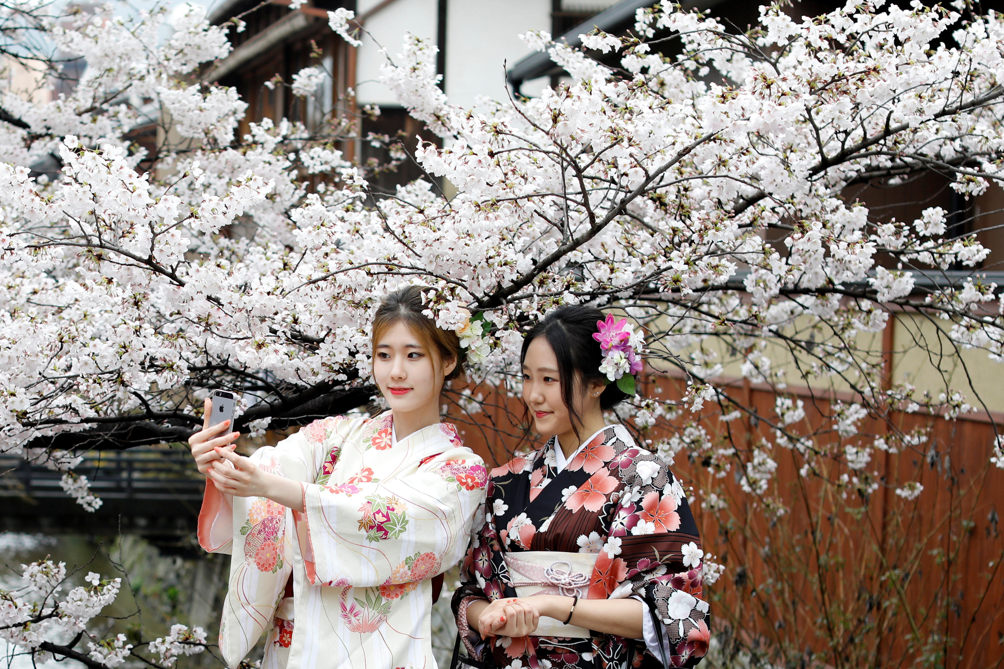 Цветы сакуры напоминают японцам о быстротечности жизни и учат ценить моменты счастья.