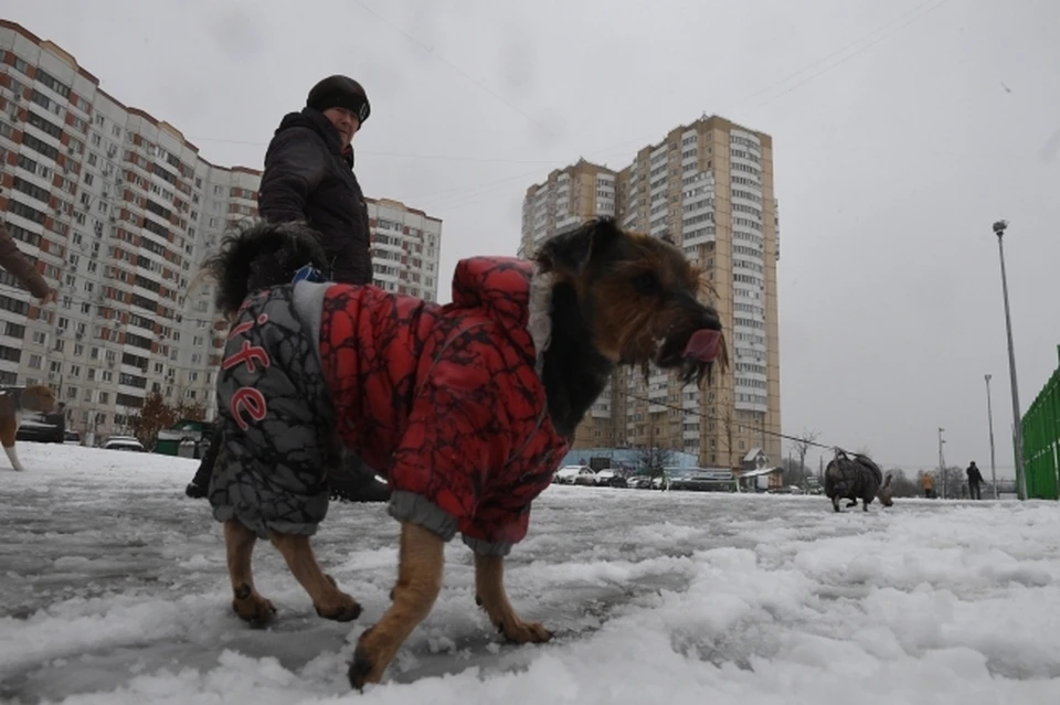 Собачьм приютам требуются лекарства для питомцев.