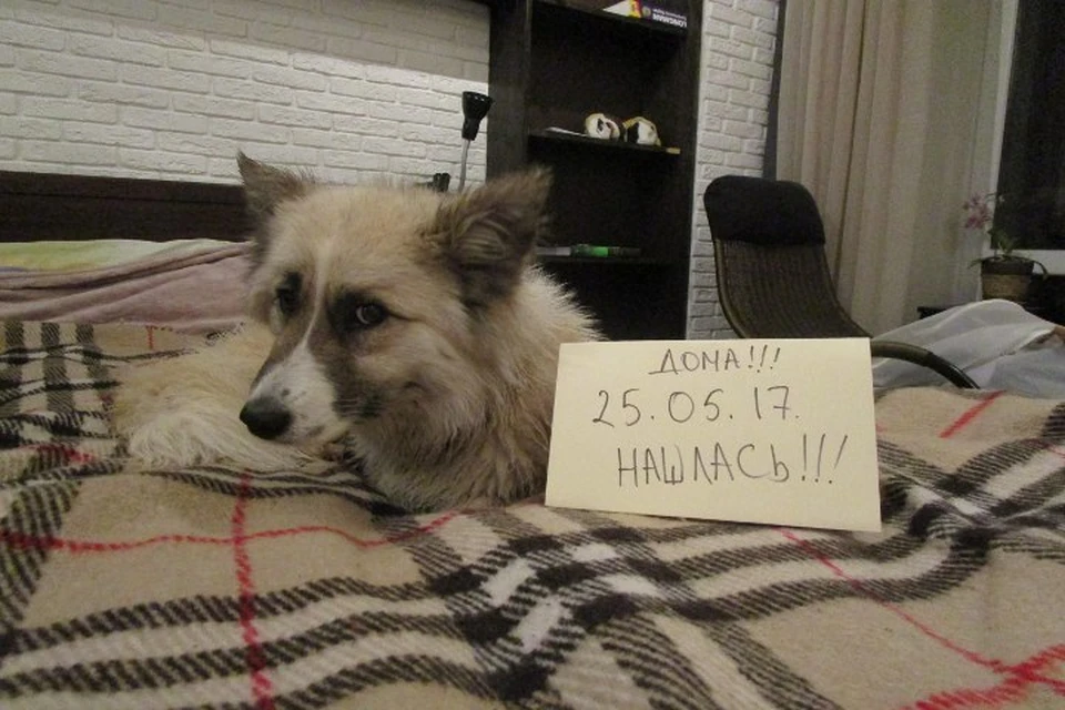 Рыжулю все-таки нашли! Фото: Натальи Антоновой