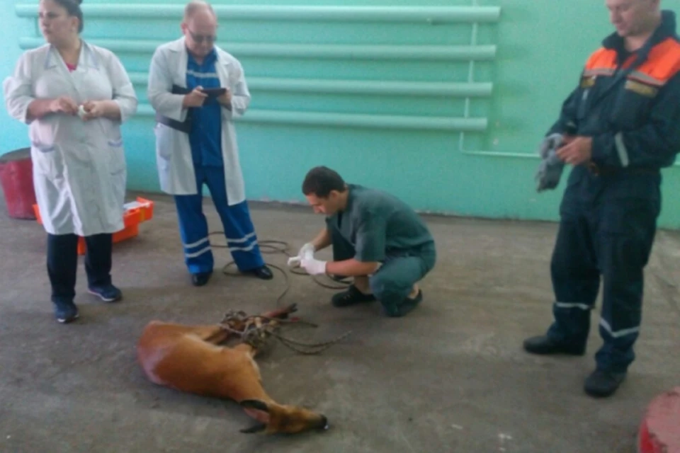 Главврач приютил дикую козу, забежавшую на станцию скорой помощи