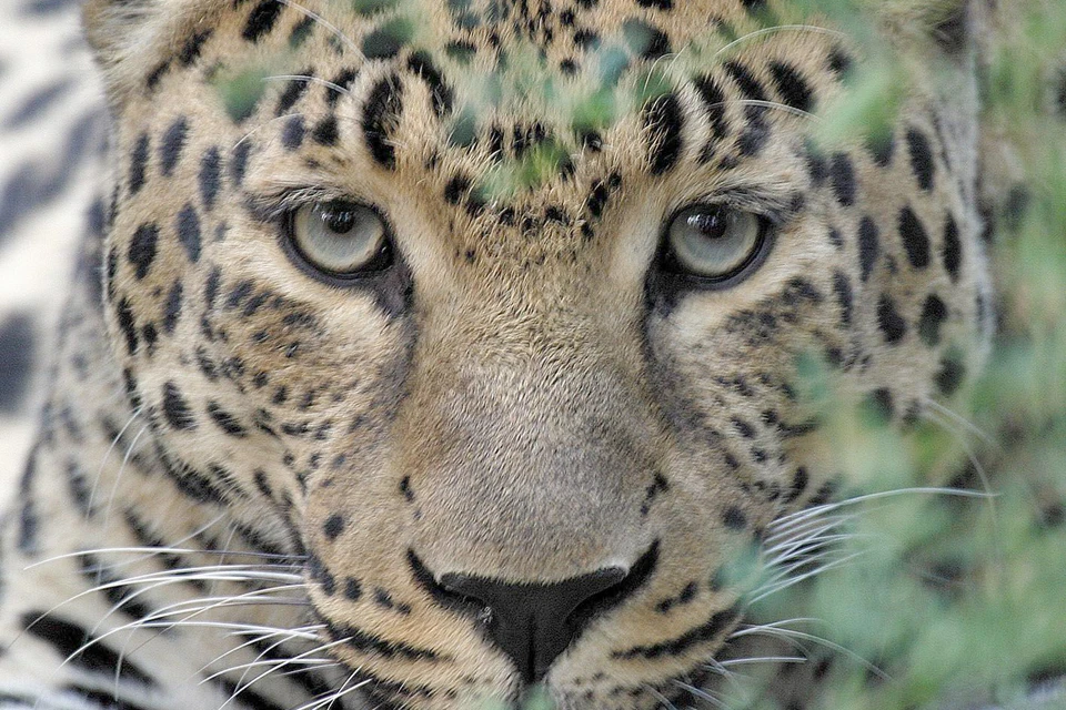 Дальневосточный леопард. Фото: Василий СОЛКИН. WWF России