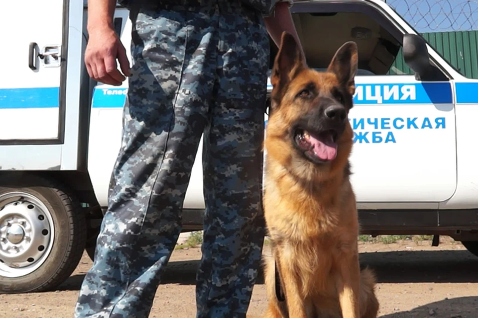 Полицейская собака Мухтар, нашедшая похищенную девочку, служит уже три года Фото: ГУ МВД России по Бурятии
