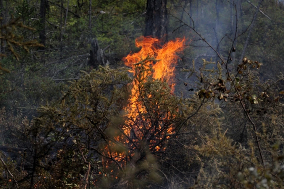 За сутки на Дальнем Востоке огонь уничтожил 14 тысяч гектаров леса