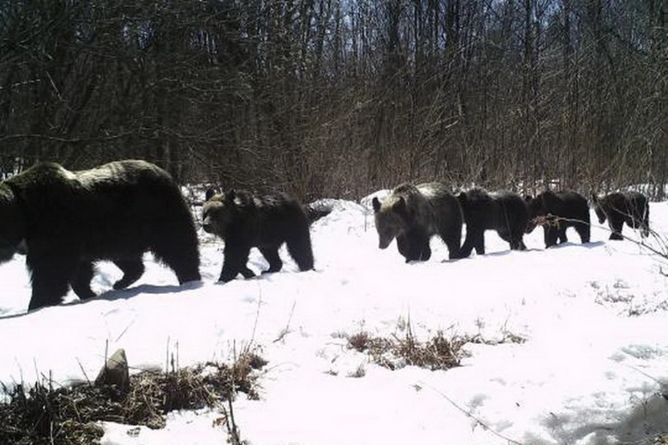 Медведи гуляют по лесу в Китае. Фото: chinanews.com