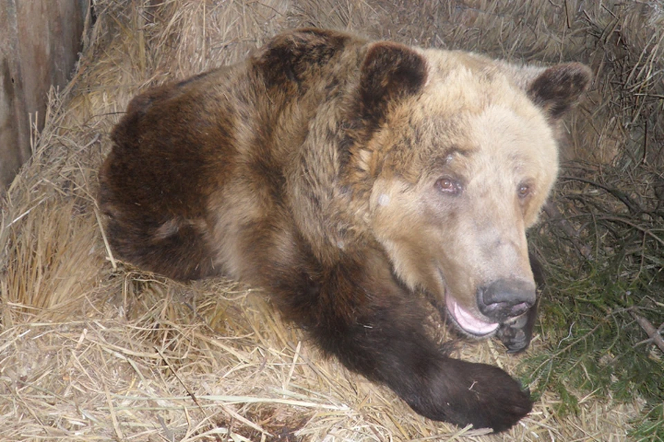 Подробности двойного убийства на охоте в Иркутской области: пенсионер застрелил двух мужчин, спасаясь от медведя