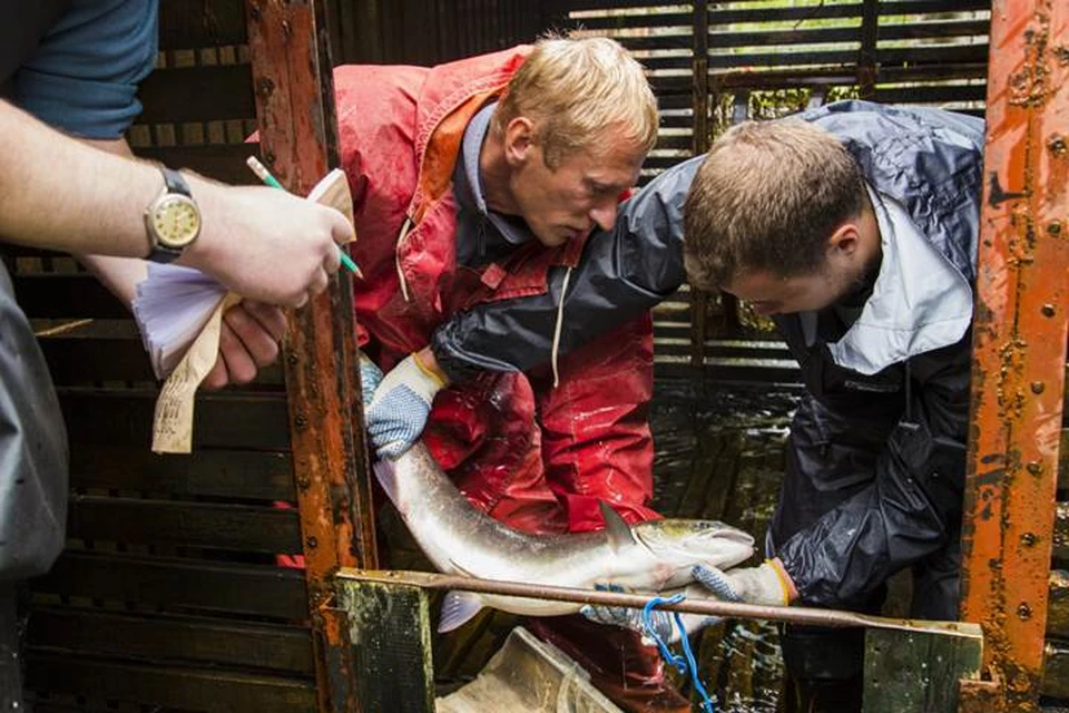Ветеринары не только исследовали рыбу, но и отобрали пробы воды и грунта из рек Кола и Тулома. Фото: www.gov-murman.ru