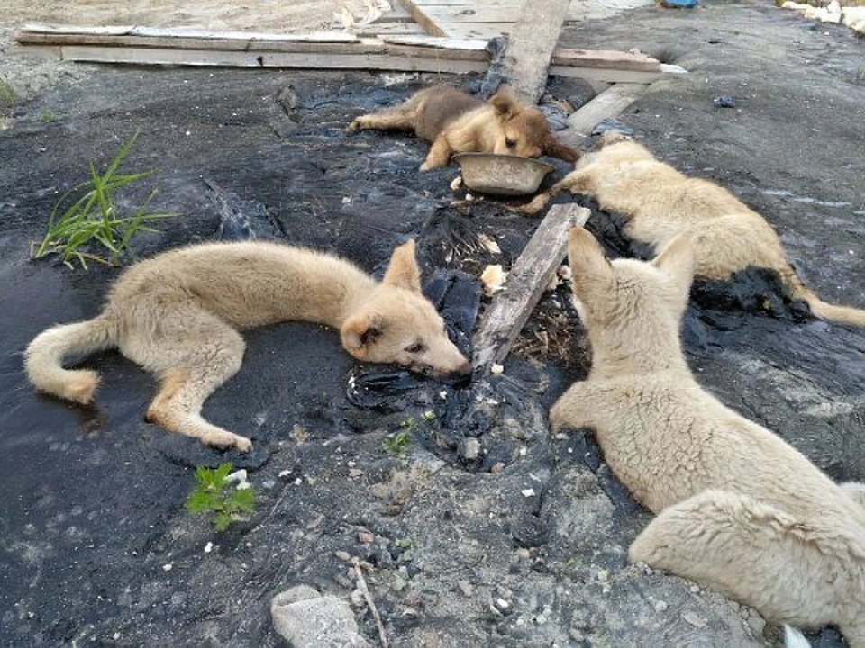 Четверых щенков нашли застрявшими в луже гудрона Фото: группы «Помощь животным Ноябрьска» vk.com
