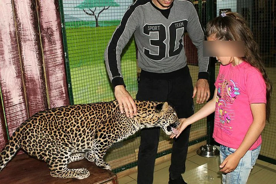 Раньше леопард из саратовского "Мадагаскара" проявлял исключительное дружелюбие к юным посетителям. Фото из группы зоопарка "ВКонтакте".