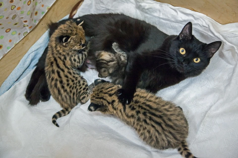 Черная кошка выходила двух двух крошечных сервалов и дальневосточного котенка. Фото: Владимир ГАБОВ/предоставлено Новосибирским зоопарком