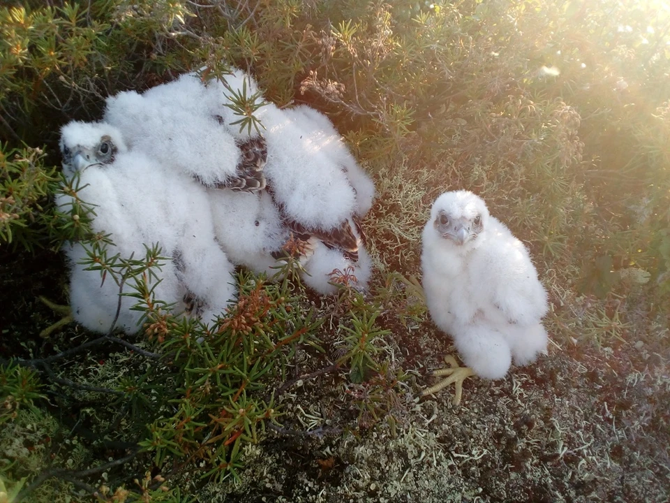 Птенцы на гнездовой кочке в момент спасения. Фото пресс-службы Минприроды РФ