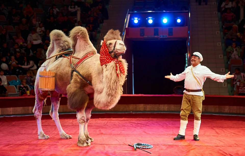 Верблюды сыграют жен Абдулы из «Белого солнца пустыни». Фото: Сайт цирка «Космос»