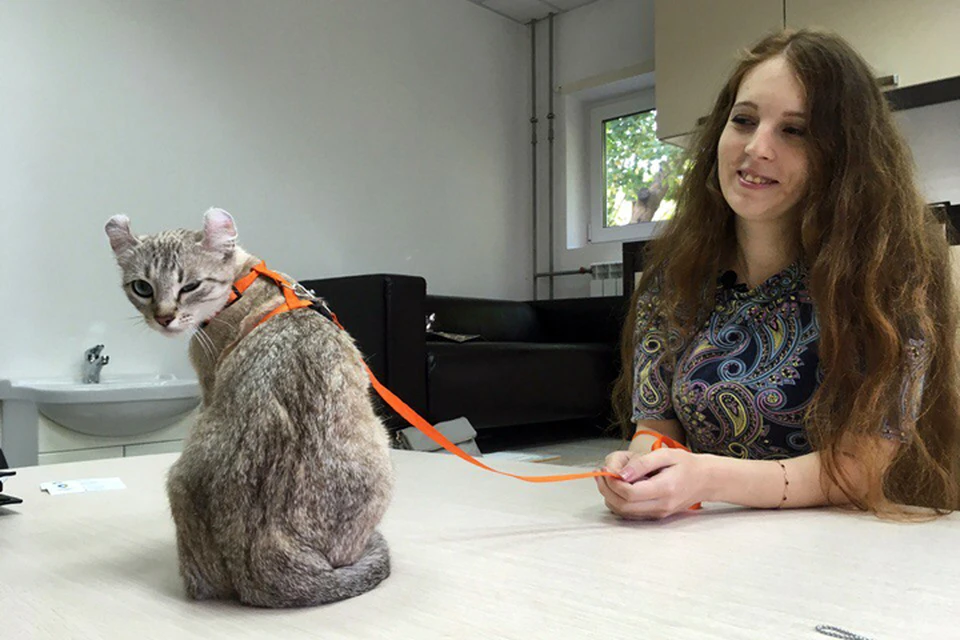 Собеседование на вакансию кота состоялось в Нижнем Новгороде