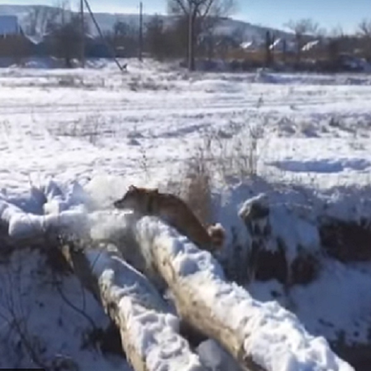 Фиаско gif. Собака терпит фиаско. Лисица. Это фиаско братан. Терпят фиаско.