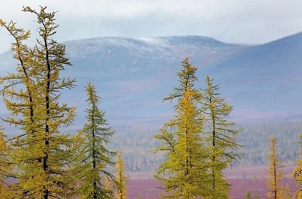 В Салехарде обсудили охрану природы северных регионов России правительство.янао.рф