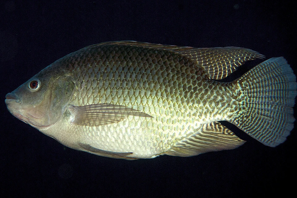 Нильская тилапия Oreochromis niloticus.
