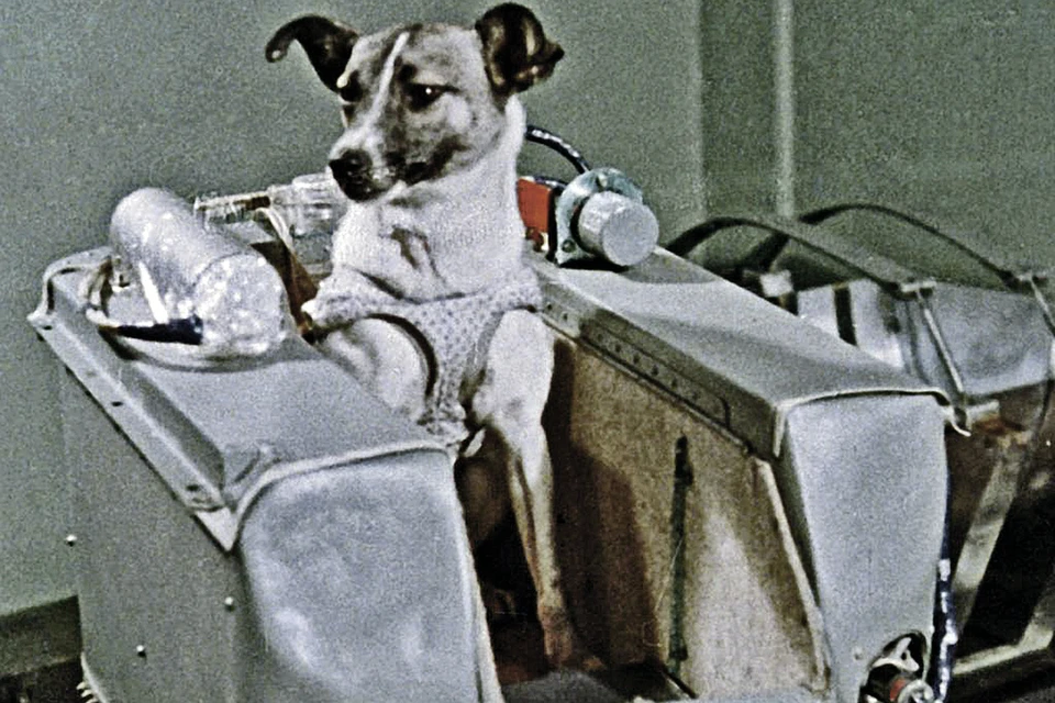Первой космической собакой, с которой сняли гриф «совершенно секретно», стала Лайка. Фото: кадр из документального фильма