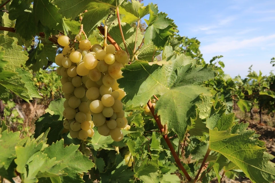 Вкуснейший столовый виноград сорта Мускат Италия не часто встретишь в магазинах. Его в России выращивают мало и только в Крыму.