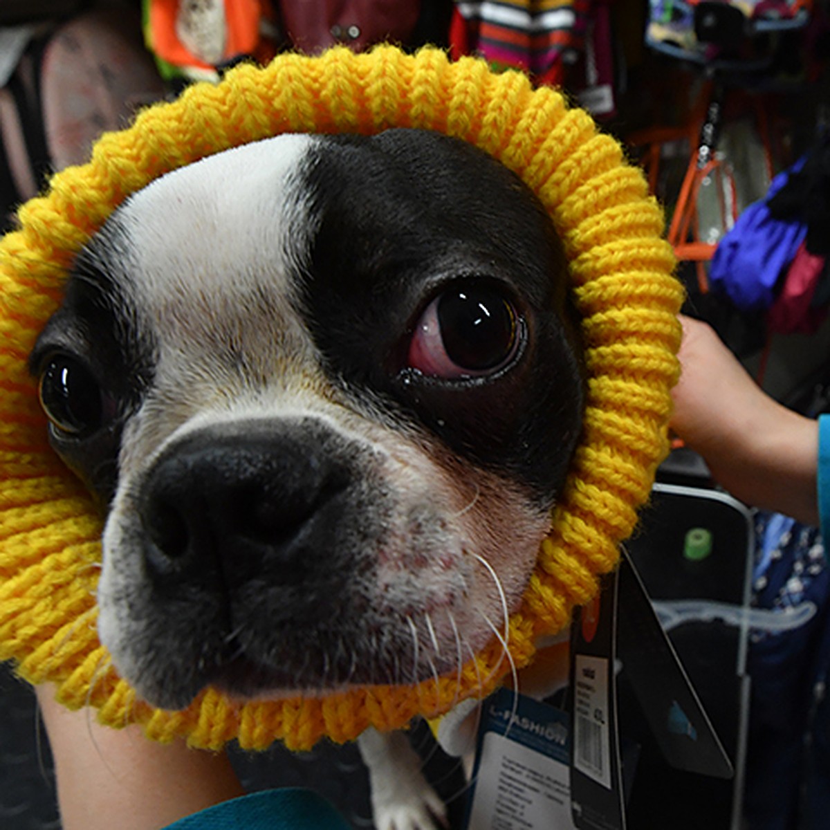 Добро пожаловать! Крупнейший Интернет магазин одежды для собак VIP-DOG рад приветствовать вас!