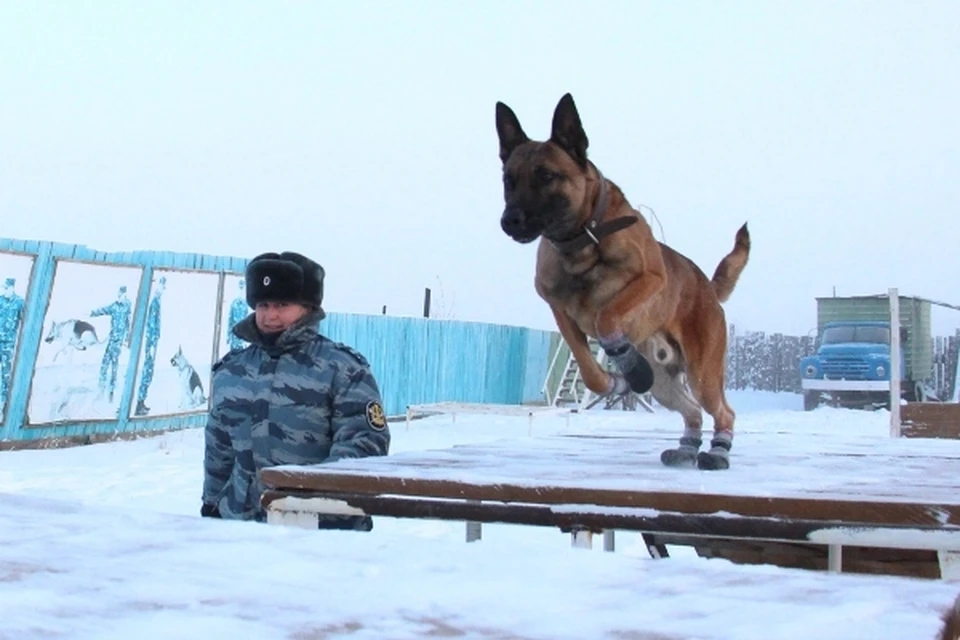Собаки-клоны приспособились с якутской зиме.