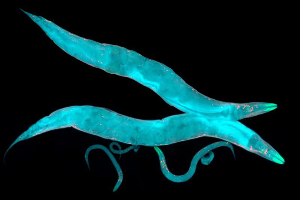 Круглые черви Caenorhabditis elegans, по-разному реагируют на ограничение калорийности рациона