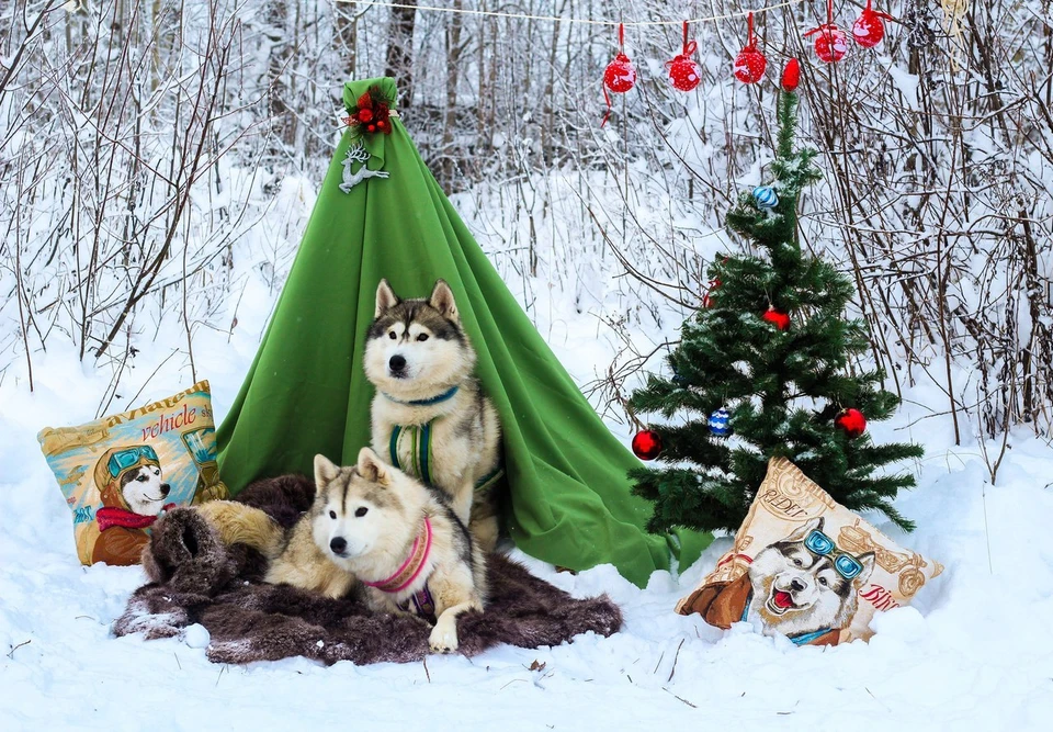 Хаски парк омск