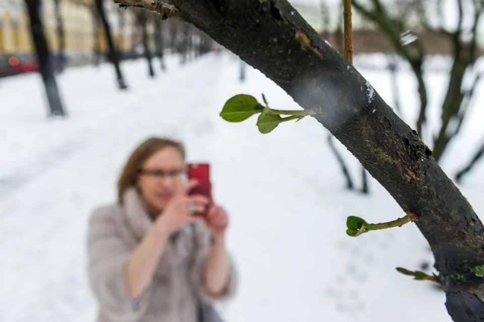 Зима в Петербурге такая, что и деревья могут зацвести