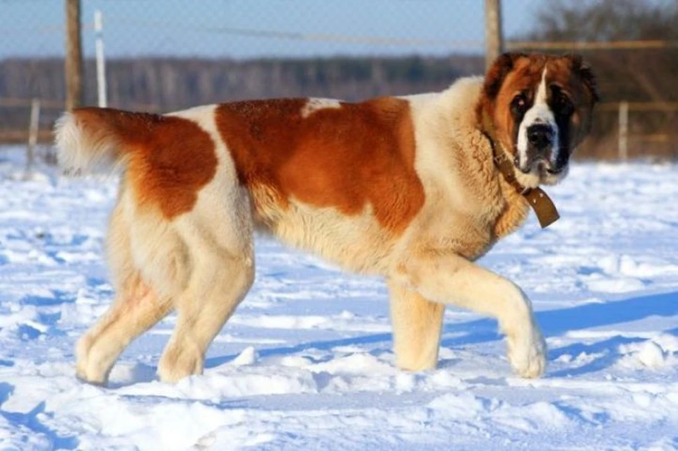 Алабай рыжий