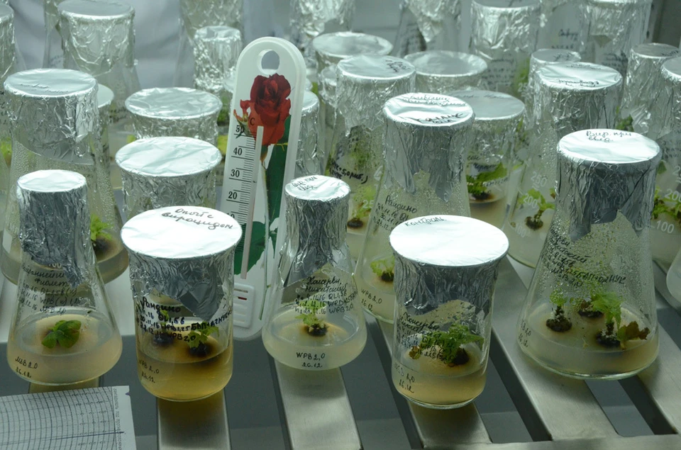 Фото: nikitasad.ru