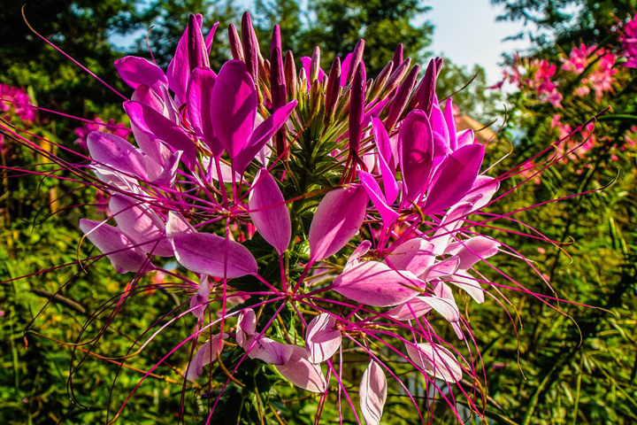 Foto: pixabay.com