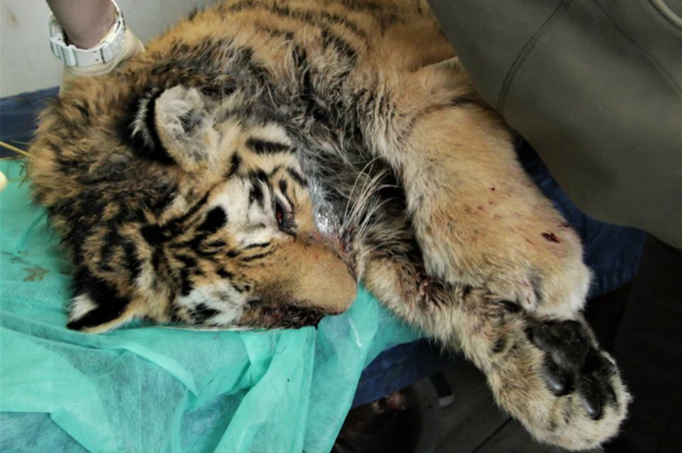 В Приморье с самого утра оперируют тяжело раненую тигрицу из Хабаровского края