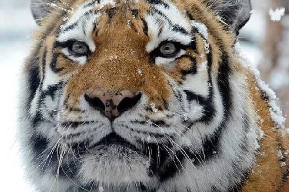 В последнее время в Приморье часто выходят к людям амурские тигры