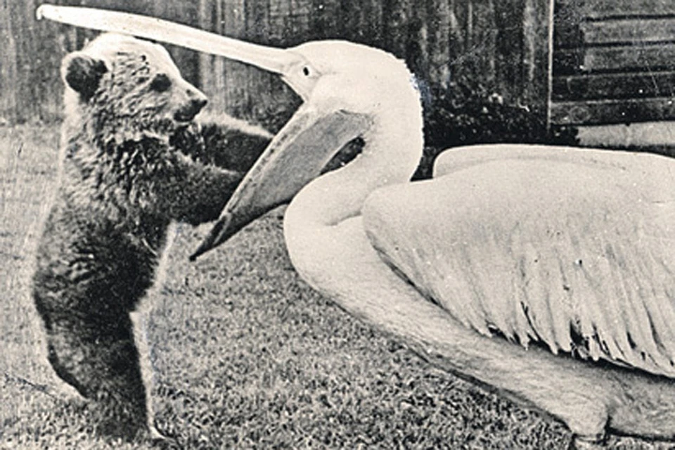 «Медвежонок и пеликан» Знаменитое фото Василия Пескова.