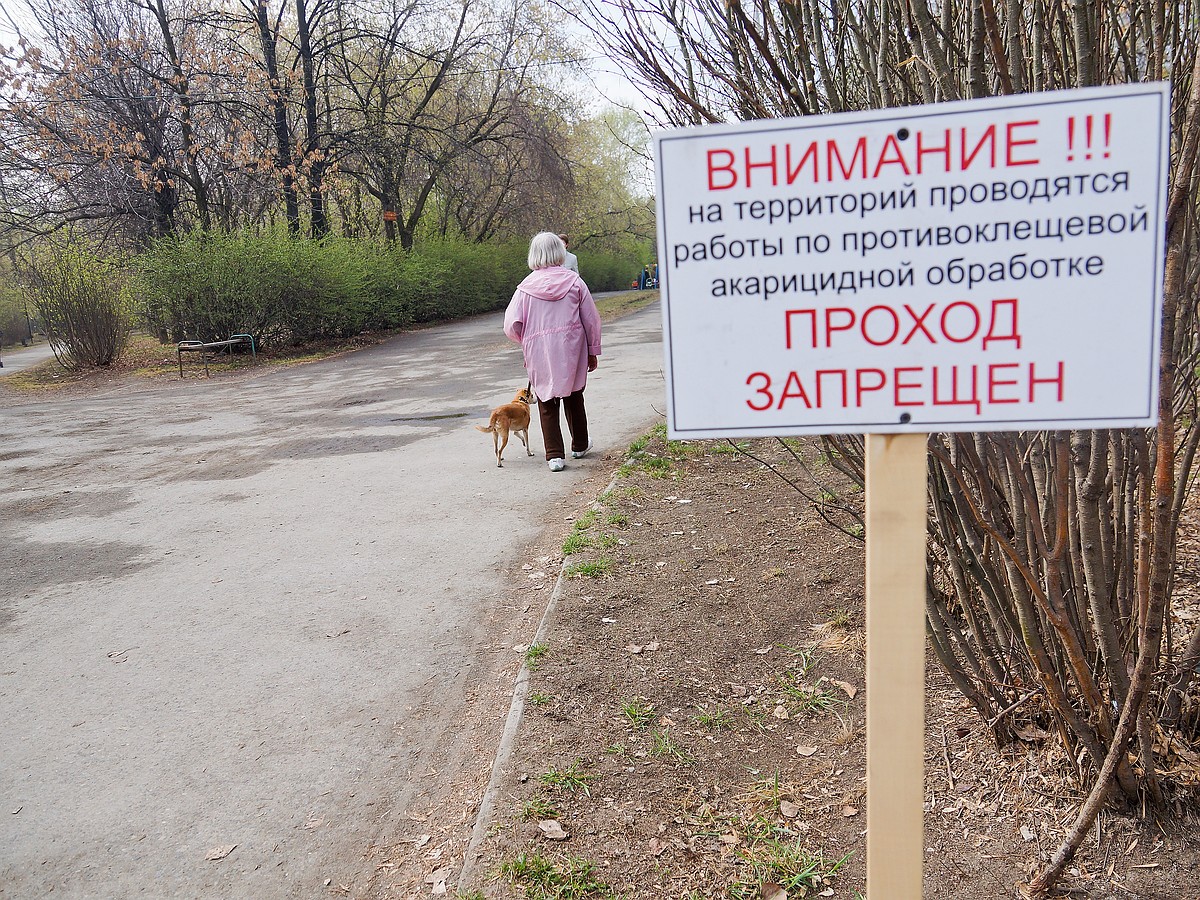 Рязанский ветеринар: При большом разливе клещей будет мало - KP.RU