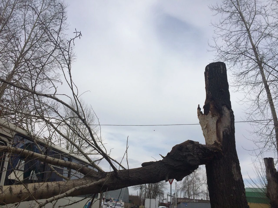 В Уфе ветхое сломанное дерево оставило без электричества несколько домов