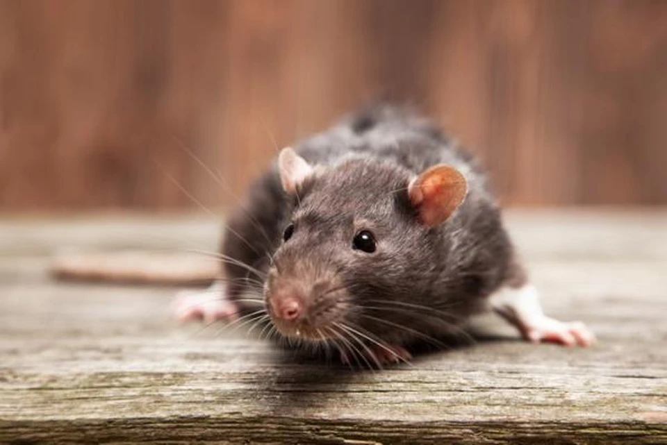 Жители одного из городов Удмуртии жалуются на нашествие мышей и крыс.