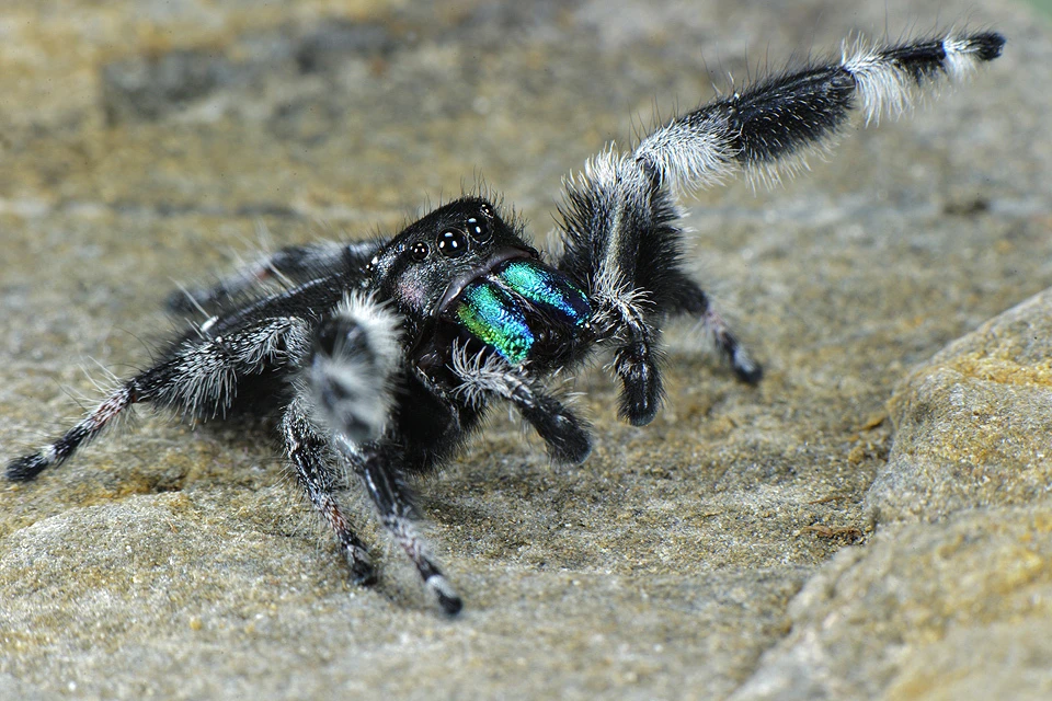 Изучение поведения паука Phidippus regius поможет ученым в создании уникальных машин.
