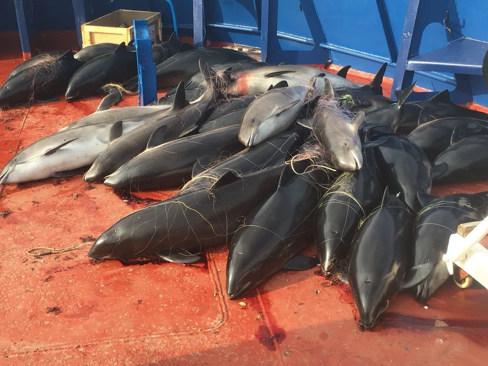 46 дельфинов попали в незаконно расставленные сети. Фото: пресс-служба ПУ ФСБ по РК