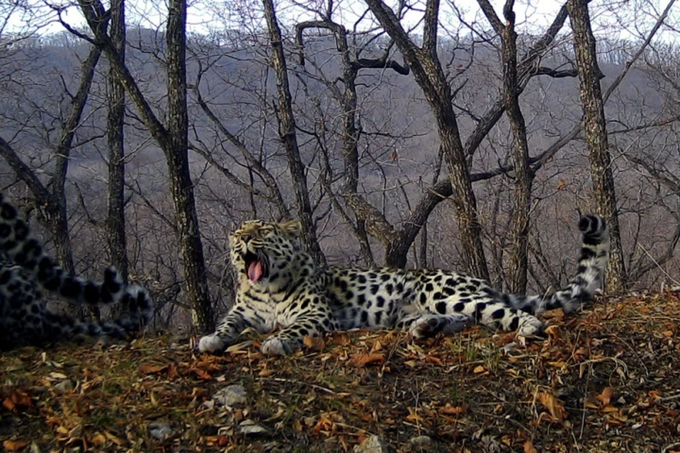 Хищники расположились на отдых прямо перед фотоловушкой. Фото: пресс-служба ФГБУ "Земля леопарда"