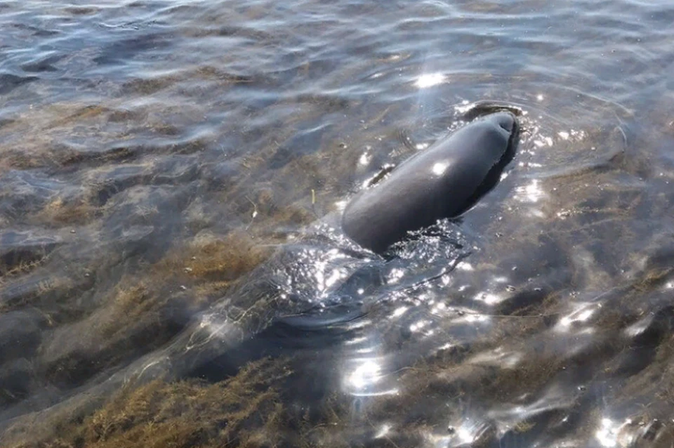 Жители Сахалина спасли дельфиненка, угодившего на мель