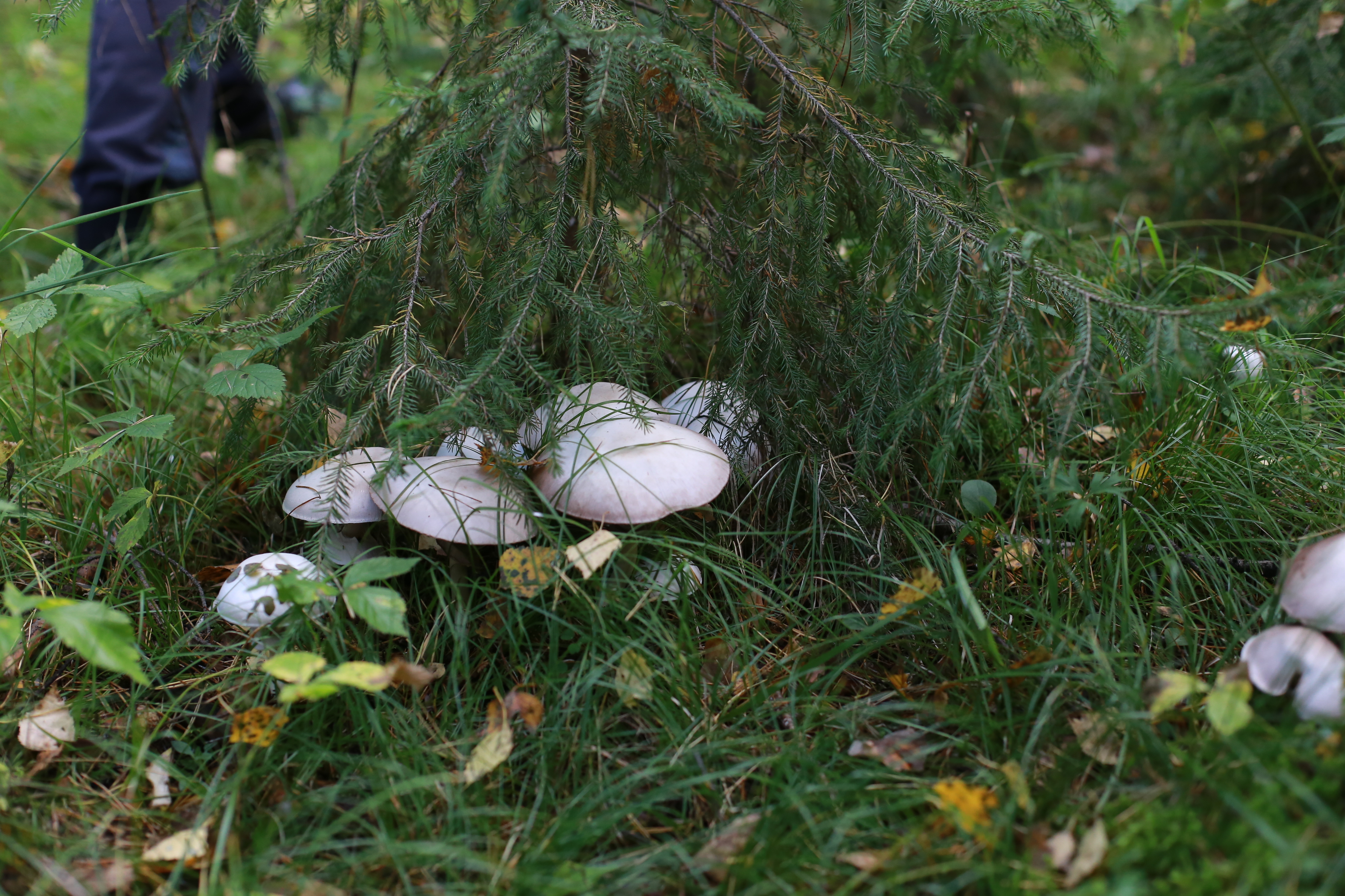 Карта грибных мест Красноярска и Красноярского края: белые, опята, маслята.