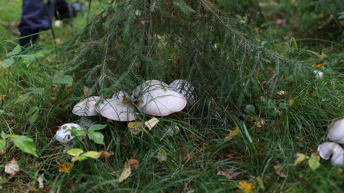Опята В Еловом Лесу Фото — Фото