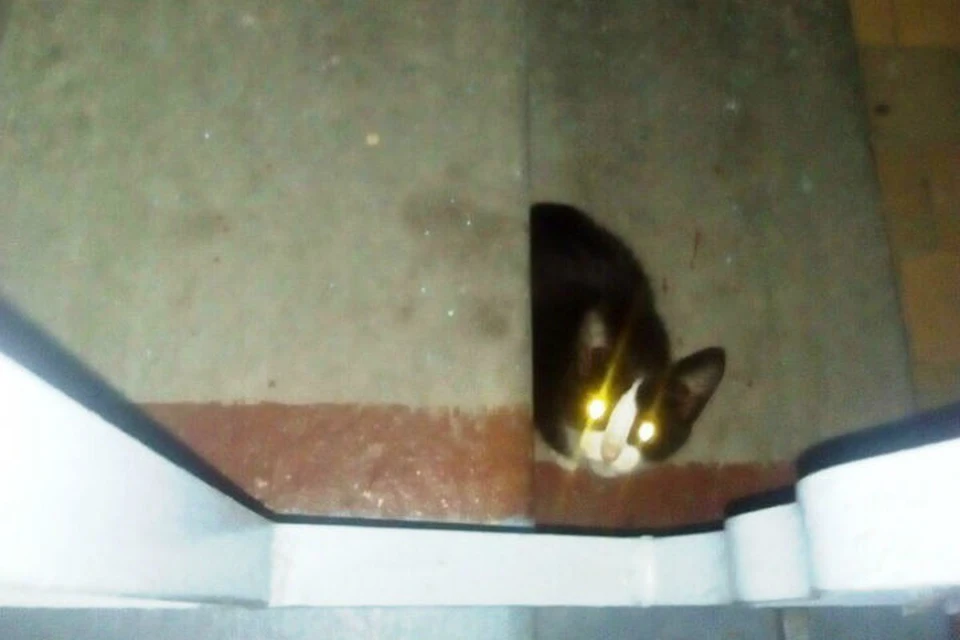 Кошки убежали из квартиры мертвого хозяина и не хотят в нее возвращаться. Фото: фонд "Ищу Человека"