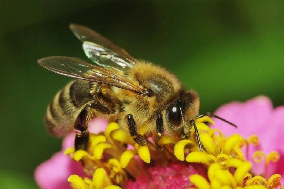 Томские ученые хотя заменить пчел беспилотниками.