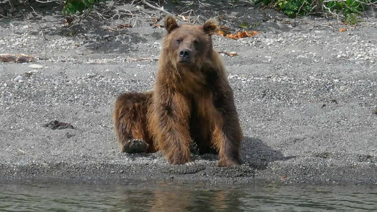 Медведь убил и съел молодого парня в заповеднике на Камчатке - KP.RU