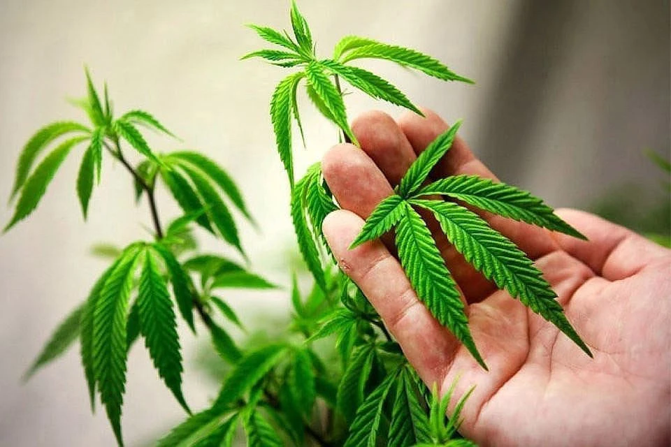 дания легализация марихуаны