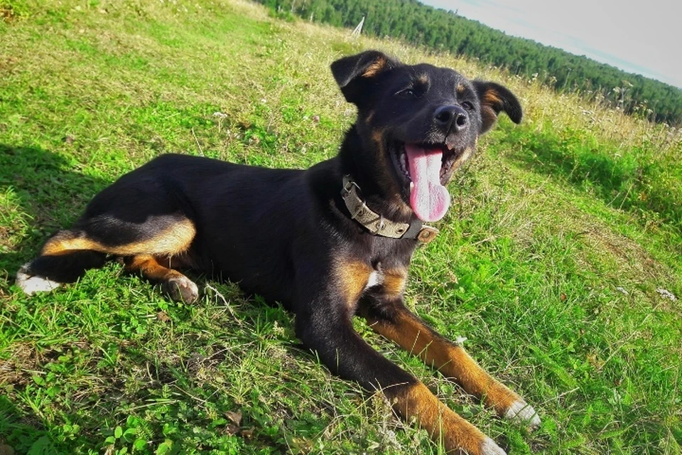 Брошенный щенок пробежал в поисках хозяина почти 70 километров по Кругобайкальской железной дороге